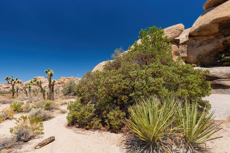 Mere mici de manzanita din parcul național Joshua Tree royalty free stock photography