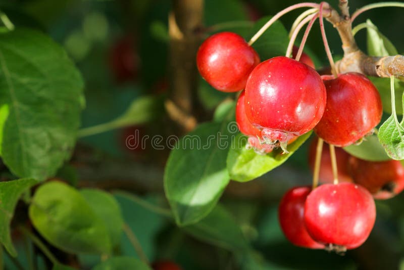 Mere mici Malaevereste royalty free stock photography
