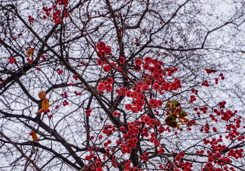 Mere mici și coapte roșii pe ramurile iernii pe fond de meri în parcul de toamnă stock photography