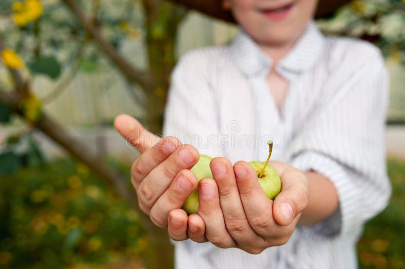 Mere recolta două mere verzi mici în mâinile unui băiețel fermier stock images