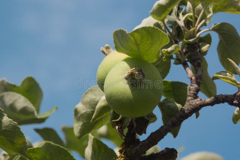 Mere verzi necoapte pe crengile apropiate. livadă de meri tineri. agricultură ecologică autentică royalty free stock image