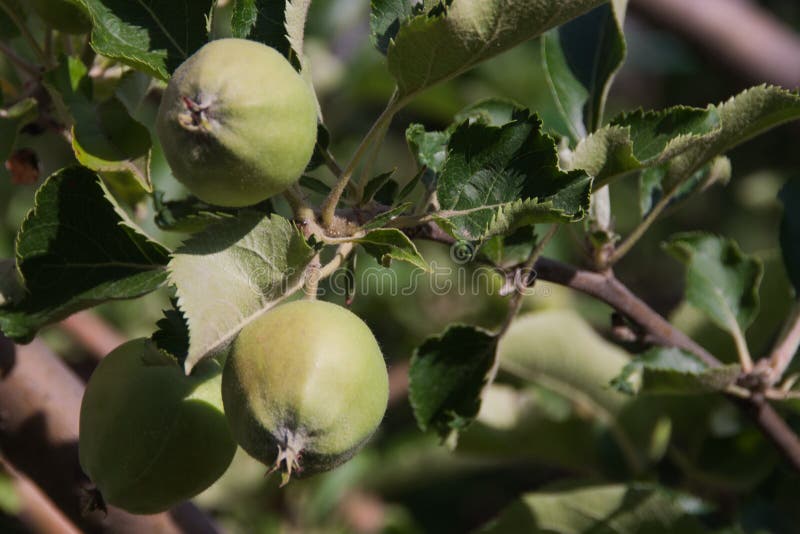 Mere verzi necoapte pe crengile apropiate. livadă de meri tineri. agricultură ecologică autentică stock photography