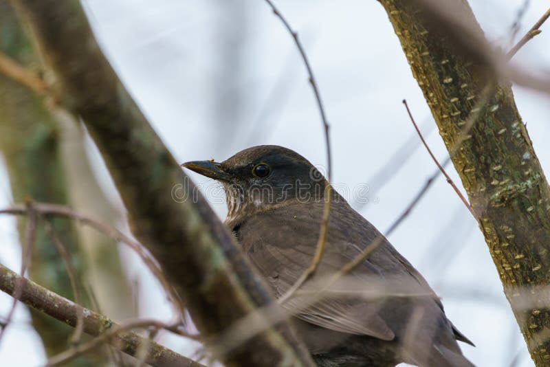 Merel & x28; Turdus merula& x29; , genomen in het UK stock foto's Merel & x28; Turdus merula& x29; , genomen in het UK stock foto's