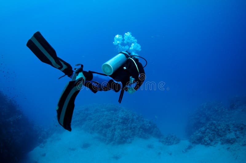 Rear view of scuba diver in blue sea or ocean. Rear view of scuba diver in blue sea or ocean.