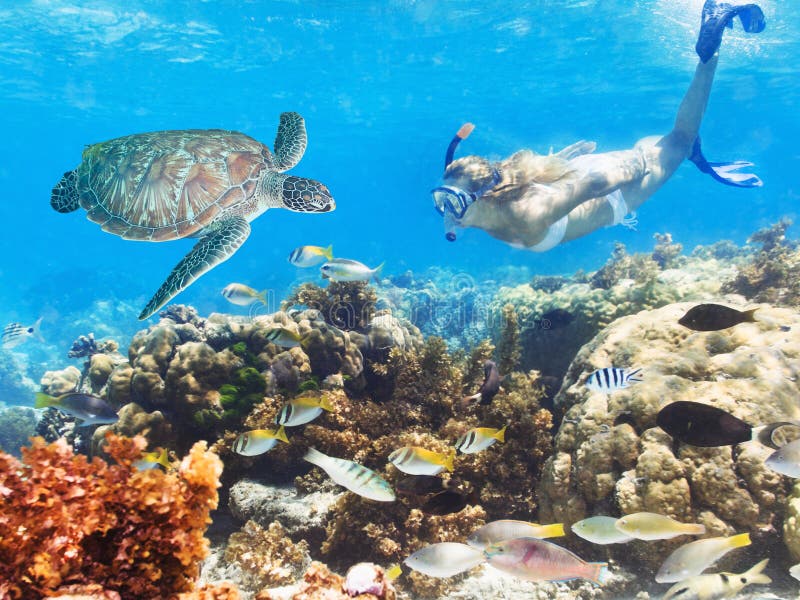 Beautiful woman diver swimming among the coral reef. Beautiful woman diver swimming among the coral reef