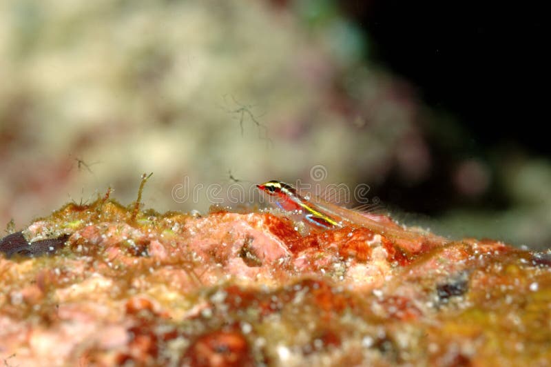 Mergulho autônomo colorido pequeno de aceh Indonésia dos peixes imagens de stock royalty free Mergulho autônomo colorido pequeno de aceh Indonésia dos peixes imagens de stock royalty free