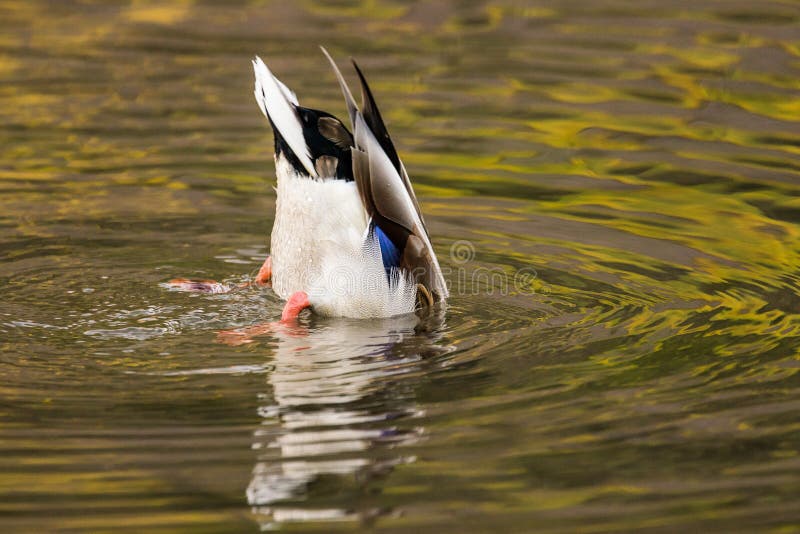 Mergulho do pato na água fotografia de stock royalty free Mergulho do pato na água fotografia de stock royalty free