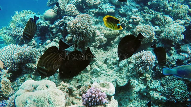 Mergulho magnífico no Mar Vermelho Nade perto dos peixes da borboleta em uma profundidade rasa