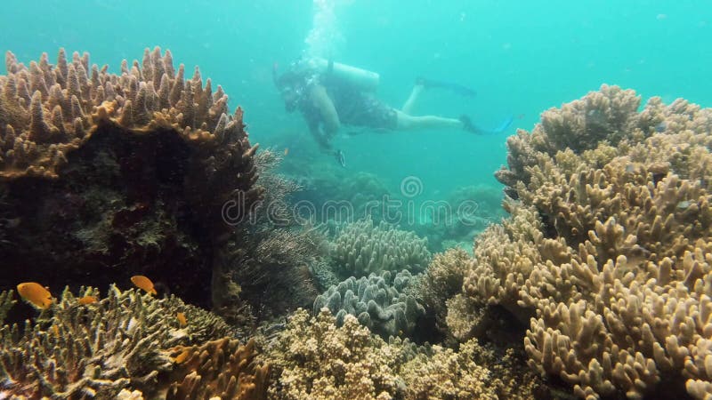 Mergulho submarino dos oceanos por investigação de recifes de coral e ambiente sustentável para a vida marinha. aquário marinho