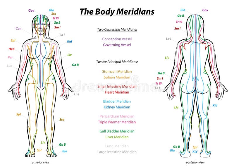 Meridiano sistema grafico una donna corpo principale un agopuntura meridiani davanti un posteriore tradizionale cinese.