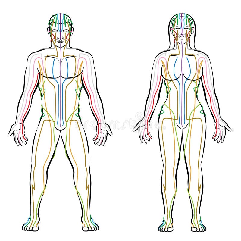 Meridianos coloridos masculinos do corpo fêmea do sistema meridiano