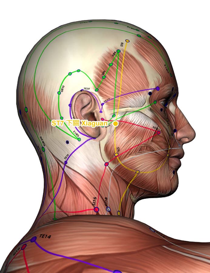 Head Acupuncture Chart