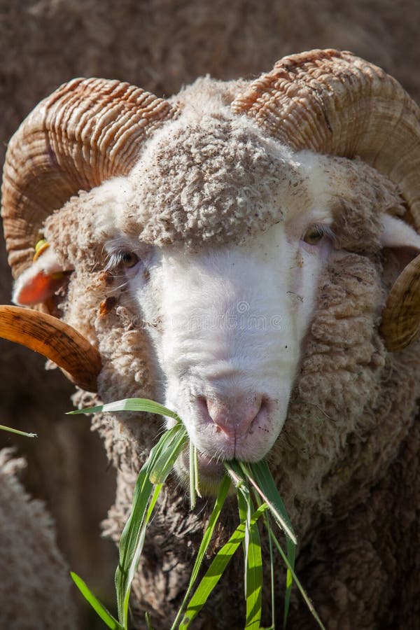 Merino Sheep Eating Green Luzy Grass Leaves Stock Image Image of farm