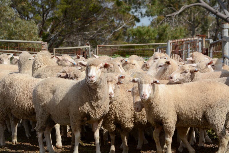 Merino sheep on a farm in Australia