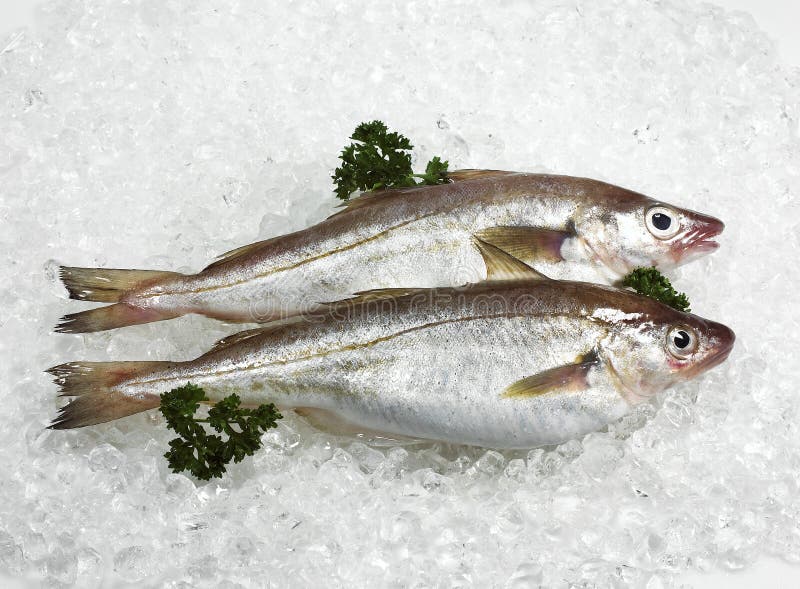 Poisson frais et de persil de merlangus whiting merlangius sur de la glace
