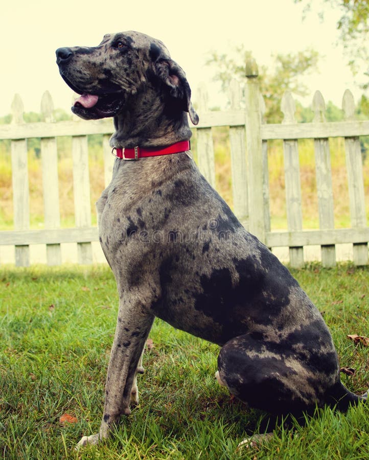 Merle Great Dane Royalty Free Stock Photography Image 27661747