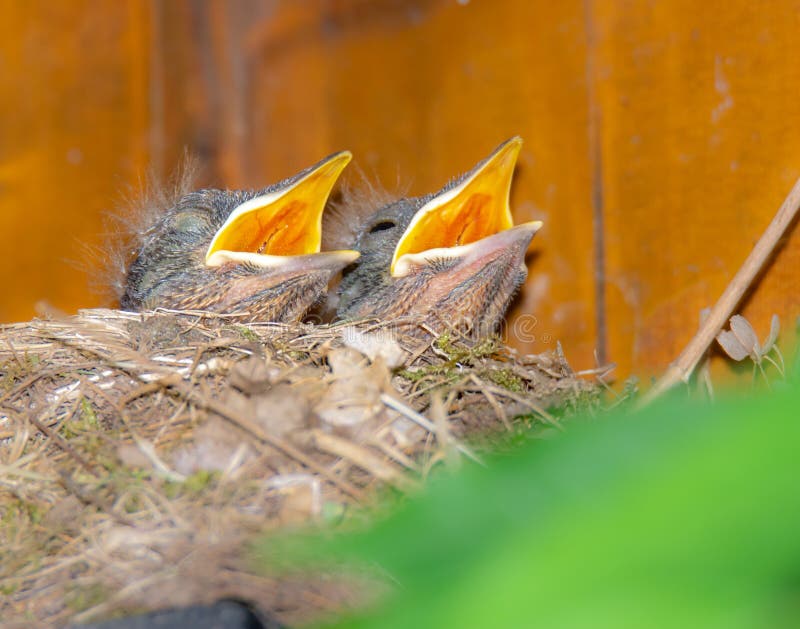 Merli del bambino nel nido fotografia