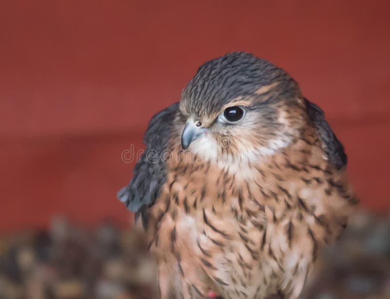 MERLIN, Più Piccolo Falco Britannico Fotografia Stock - Immagine di ...