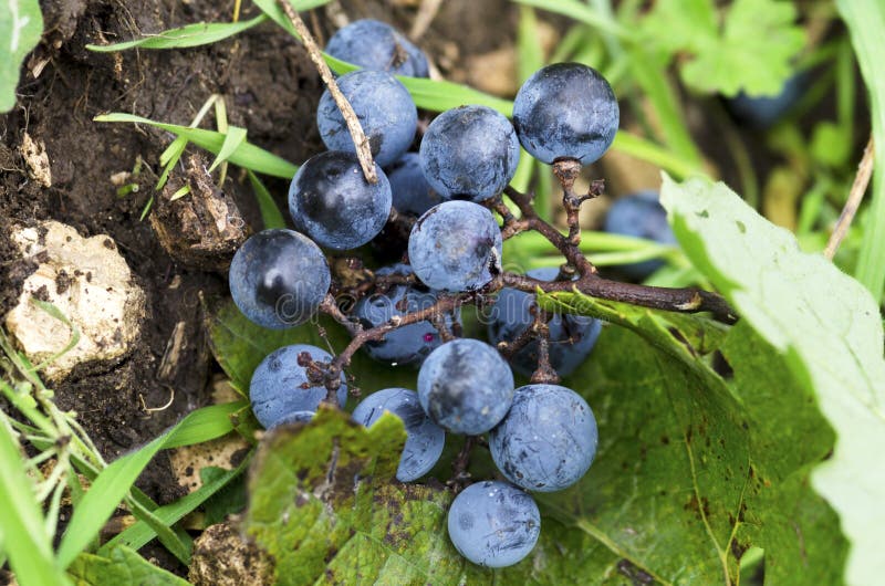 Merlot druiven op een grond stock afbeelding Merlot druiven op een grond stock afbeelding