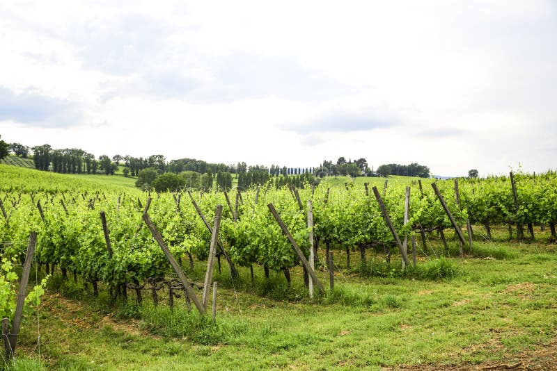 Merlot and Sangiovese vineyard in the Italian countryside. Umbria