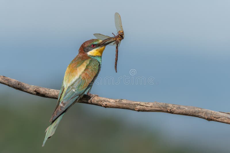 Merops apiaster de beeater europeo encaramado en una rama con una libélula en su pico. bickensohl kaiserstuhl alemania