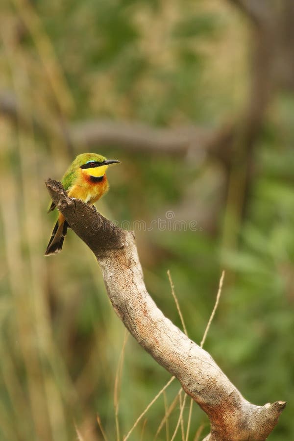 Merops pusillus, um pequeno comedor de abelhas, sentado no galho com árvores verdes em fundo foto de stock Merops pusillus, um pequeno comedor de abelhas, sentado no galho com árvores verdes em fundo foto de stock