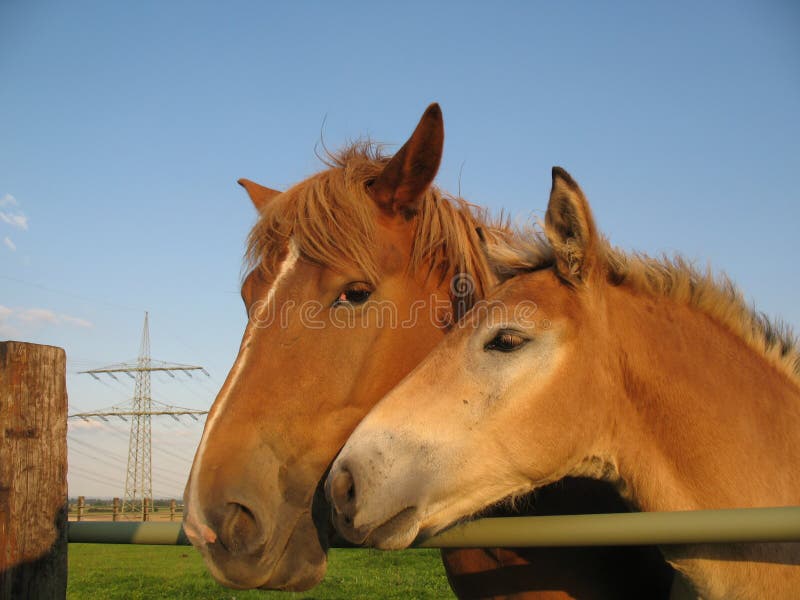 Mare and foal on a paddock. Mare and foal on a paddock