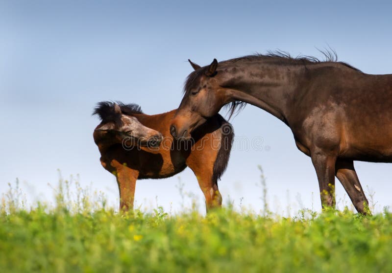 Bay mare with grey foal outdoor. Bay mare with grey foal outdoor