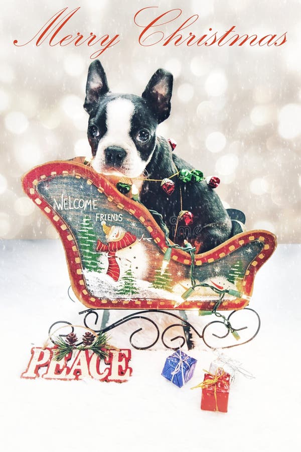 Merry Christmas Boston Terrier Card Design Stock Photo - Image of ...