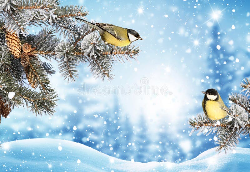 Merry Christmas greeting background. Winter landscape with snow .Christmas birds on fir tree branch