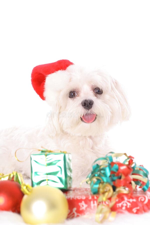 Merry Christmas Maltese Picture. Image 3884719