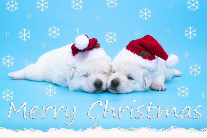 Page 31  Christmas Puppy Images  Free Download on Freepik