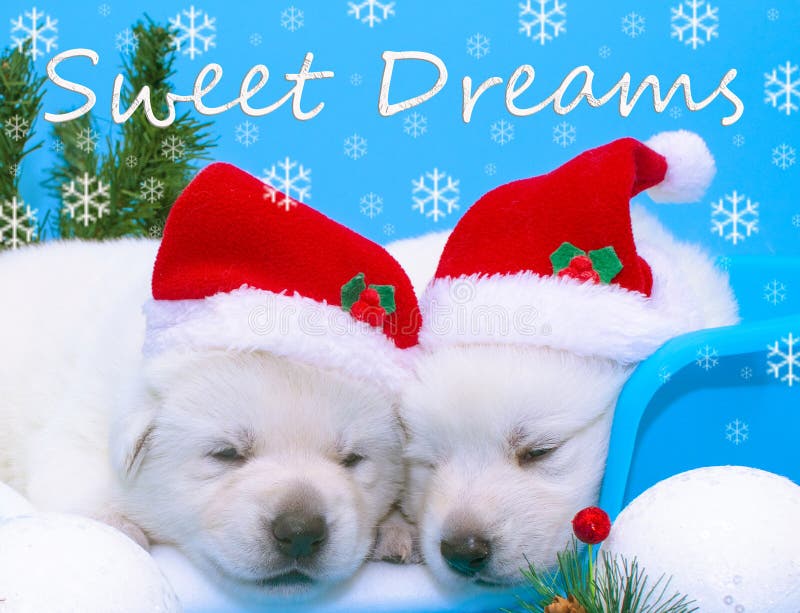 Christmas puppy  Dogs  Animals Background Wallpapers on Desktop Nexus  Image 2046100