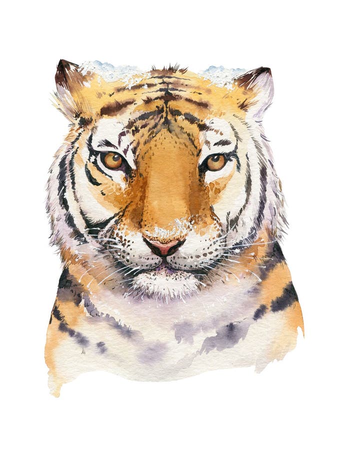 Merry Christmas watercolor lettering with isolated cute cartoon watercolor fun Siberian tiger illustration. Hand drawing