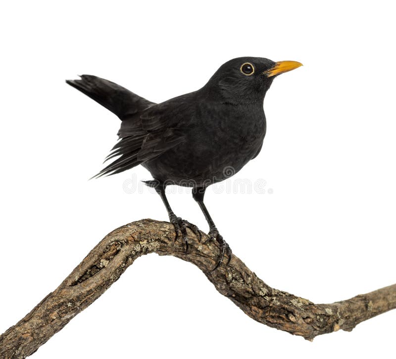 Merula de Turdus sur une branche en bois, d'isolement photos libres de droits Merula de Turdus sur une branche en bois, d'isolement photos libres de droits