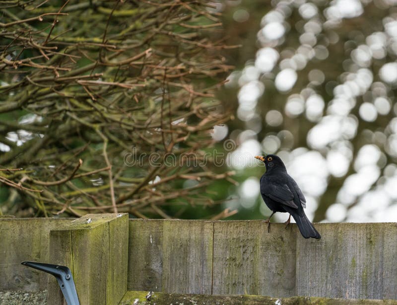 Merula van merelturdus op een houten omheining wordt neergestreken die royalty-vrije stock afbeelding Merula van merelturdus op een houten omheining wordt neergestreken die royalty-vrije stock afbeelding