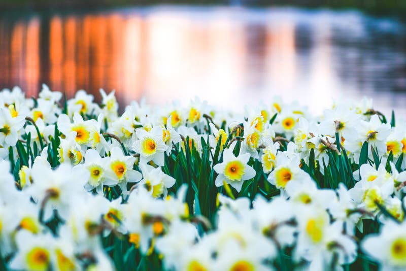 Merveilleuse Fleur De Jonquille Jaune Et Blanche Narcisse Fleur Vivace De  Printemps Image stock - Image du saison, matin: 217693929