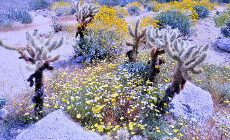 Since the desert regions in Southern California received a larger than normal rainfall last winter, the desert bloomed in the spring with abundant wildflowers  and healthy cactus growth. Since the desert regions in Southern California received a larger than normal rainfall last winter, the desert bloomed in the spring with abundant wildflowers  and healthy cactus growth.