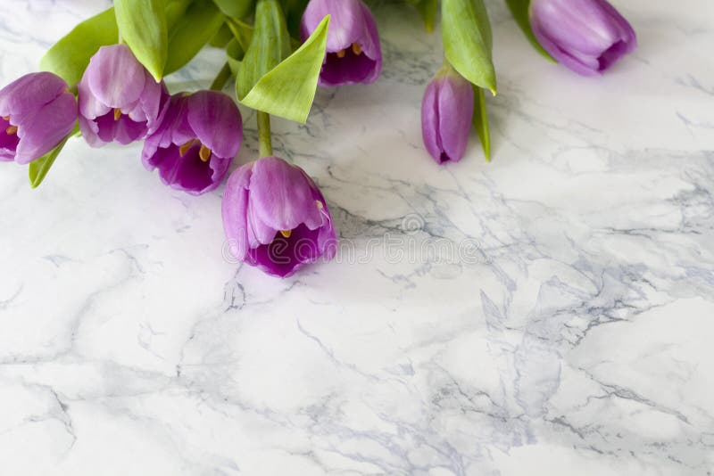 A mesa de escritório da mulher com flor da mola floresce, tulipas no fundo branco fotografia de stock A mesa de escritório da mulher com flor da mola floresce, tulipas no fundo branco fotografia de stock