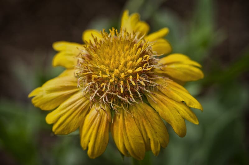Mesa Peach Blanket Flower in a Garden Stock Photo Image of bloom