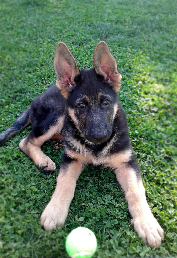 Pastor Inglês Pastoreando Cachorro Com Bola De Tênis Imagem de Stock -  Imagem de jogo, inglês: 177133179