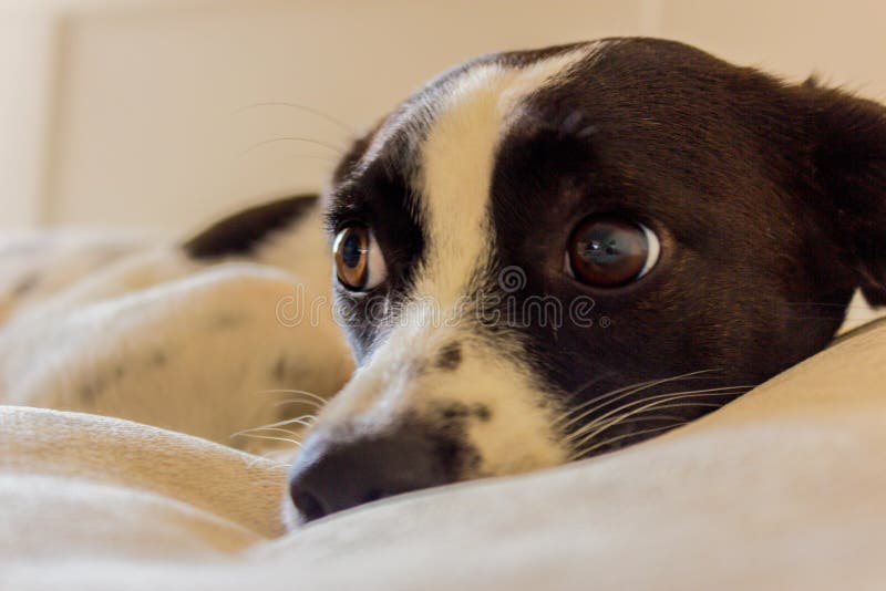 Mesmerizing Dog eyes