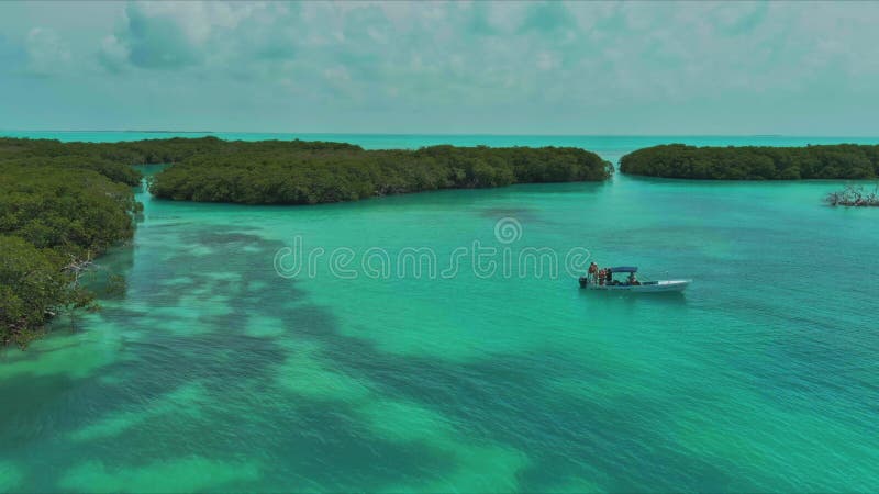 Mesmerizing Journey Through The Mangroves A Tropical Paradise Stock Mesmerizing Journey Through The Mangroves A Tropical Paradise Stock