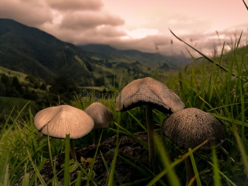 Mesmerizing scenery of the mountains with the mushrooms on the foreground stock photo