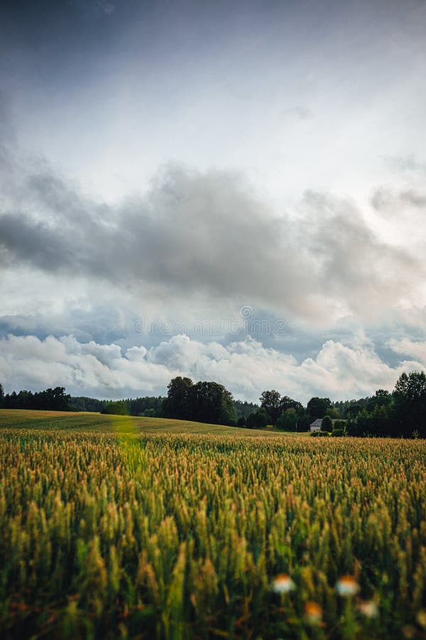 Mesmerizing View of a Field Covered in Growing Plants Gleaming Under
