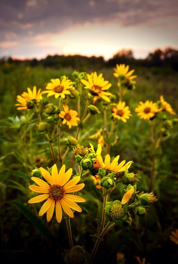 Missouri Prairie stock photo. Image of landscape, outdoor 11336656