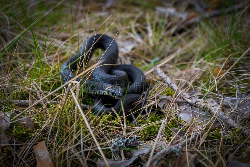 Mesmerizing view of serpent snake curled up in the grass stock photography