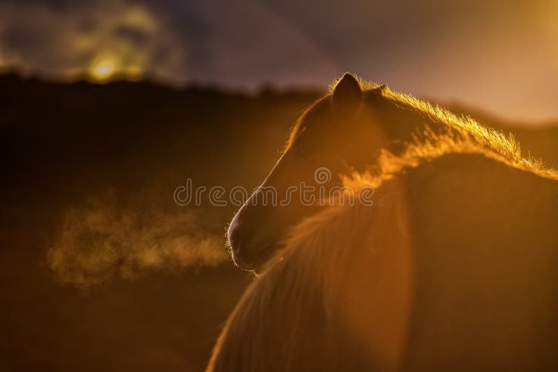 Mesmerizing view of the silhouette of a horse in the field during sunset royalty free stock photography