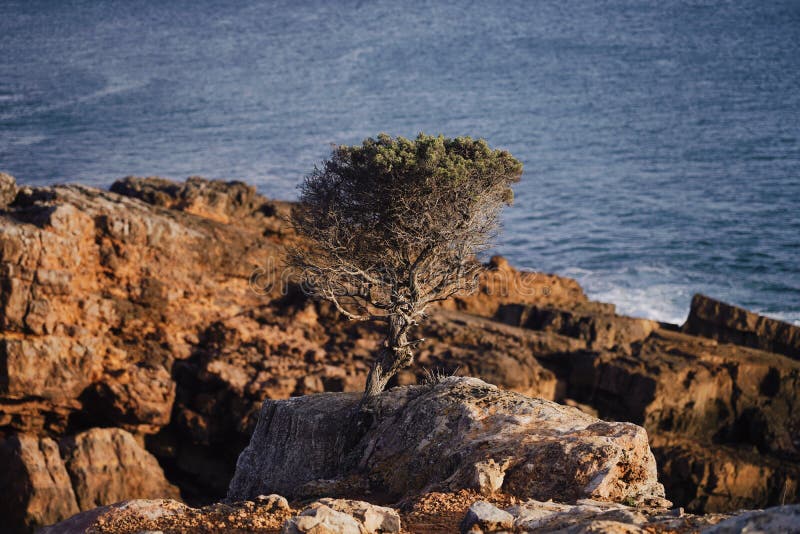 Mesmerizing view of a tree on a rock with the ocean in the background royalty free stock photos