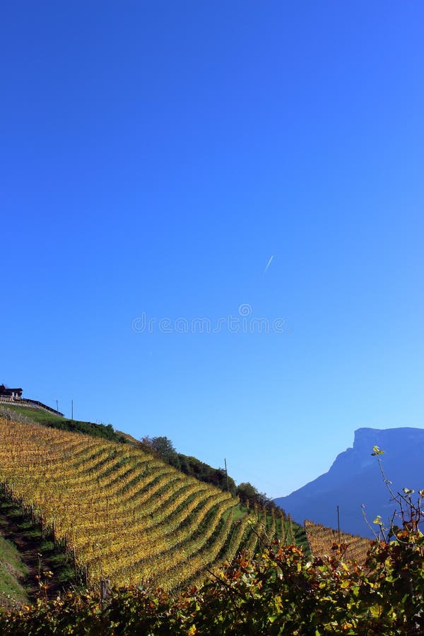 Mesmerizing view of a vineyard on the hill under a blue sky royalty free stock images